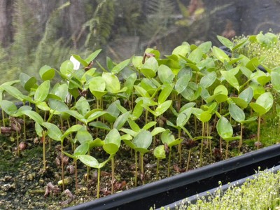 FutureForests(14).jpg
